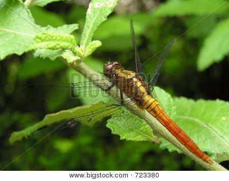 Colorful Red Dragonfly Macro