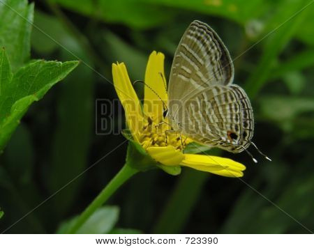 Butterfly on a yellow flower