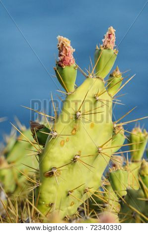 Pricly Pear Wild Green Succulent Cactus