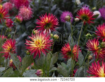 Dahlia Garden