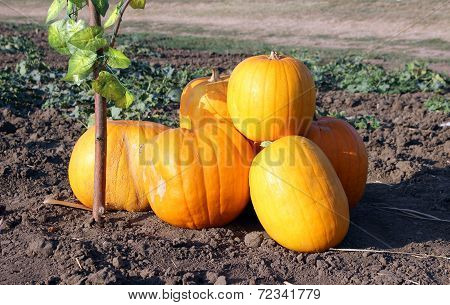 Heap Of Ripe Pumpkins