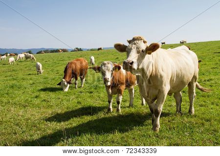 Brown And White Dairy Cows And Bulls In Pasture