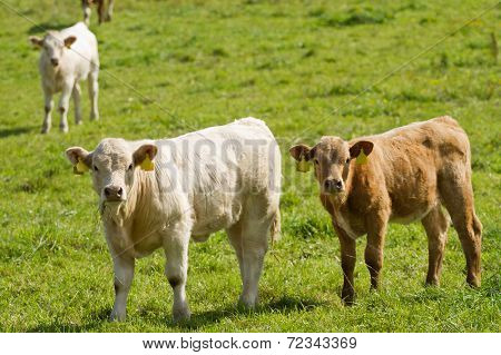 Calves On Pasture