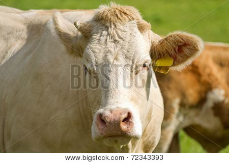 White Dairy Cows In Pasture