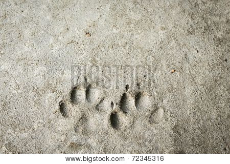 Permanent Dog Imprint