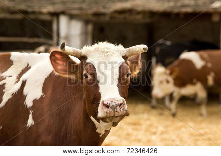 Cow Portrait