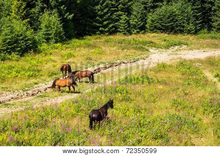 Horses By The Road At The Forest Edge