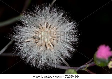 Makro nadýchané květina Seedhead sušené