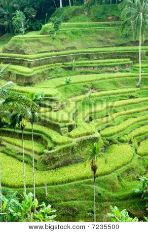 Úžasné rýžové terasy pole, Ubud, Bali, Indonésie.