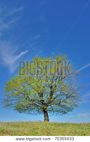 One single wonderful spring tree