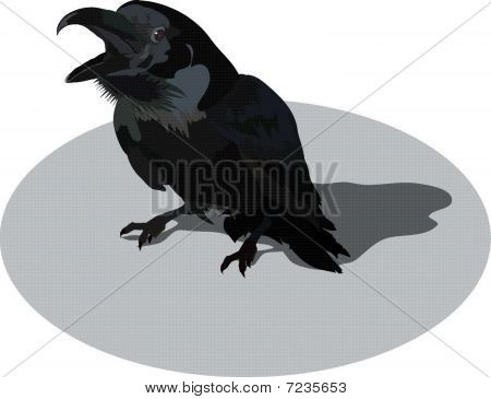 raven