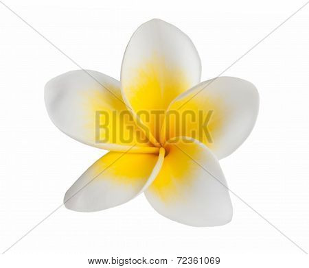 Frangipani