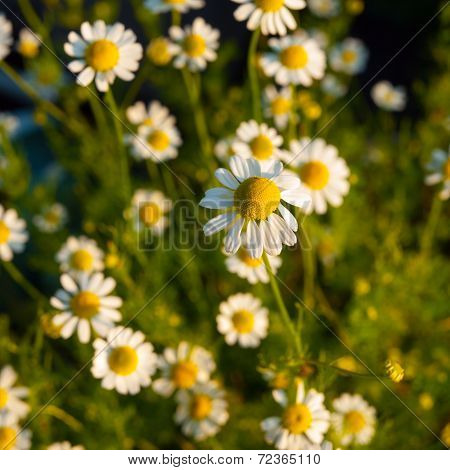 Daisy flowers background