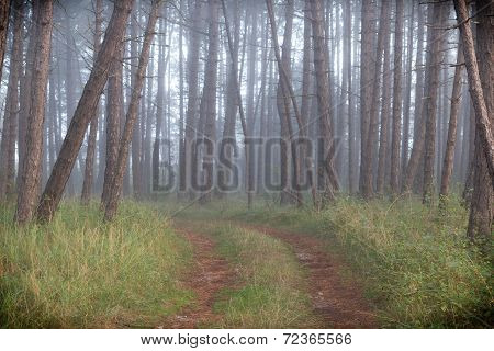 Fog In Forest