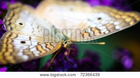White Peacock Anartia Jatrophae