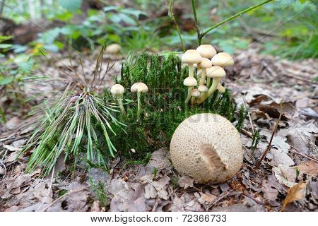 Autumn Mushrooms