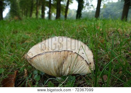 Mushroom Gills