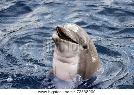 Dolphin