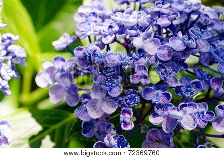 Ayesha Bigleaf Hydrangea.