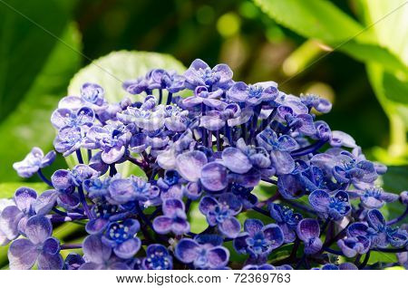Ayesha Bigleaf Hydrangea.