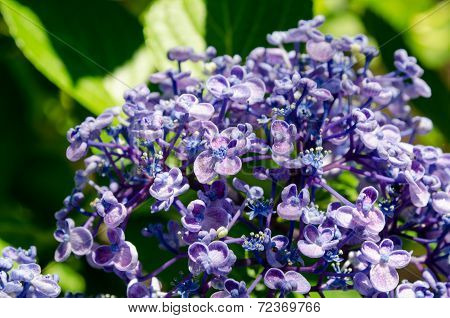 Ayesha Bigleaf Hydrangea.
