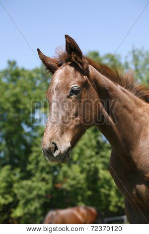 Side-view portrait of cute foal on a summer pasture