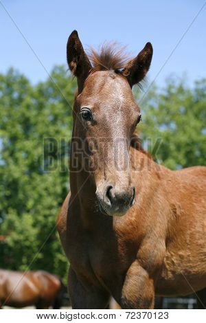 Little colt in action at the paddock