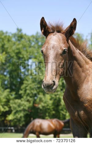 Portrait of a pretty purebred foal in summer pasture