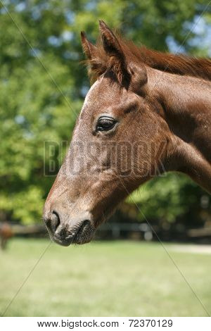 Portrait of a pretty purebred foal in summer pasture