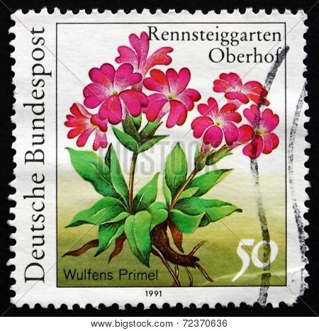 Postage Stamp Germany 1991 Wulfens Primel, Herbaceous Plant