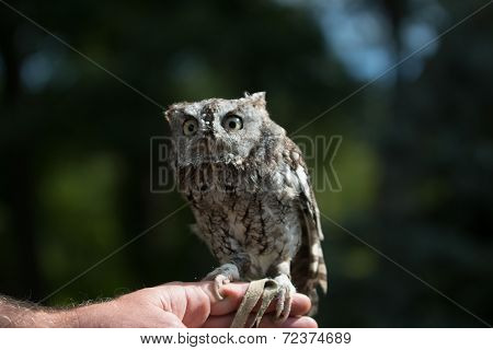 Owl in daylight