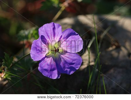 Close Up Of A Geranium Flower