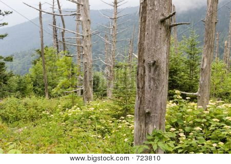 Květy v Clingmans Dome