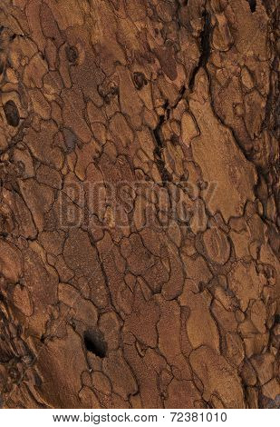 tree texture, bark background