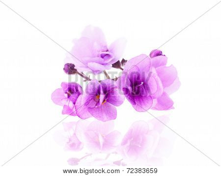 Purple Delicate Violet Flower