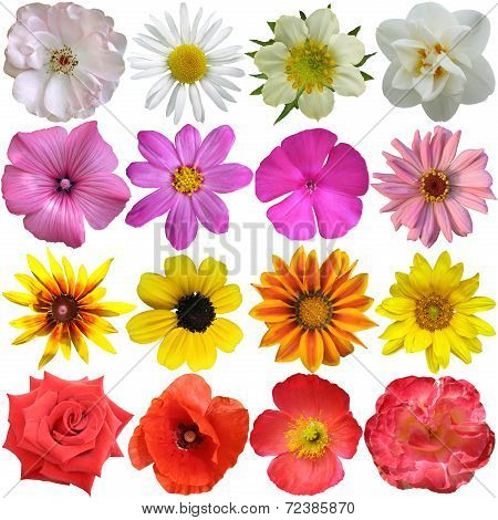 Set Of Colorful Seasonal Blooms