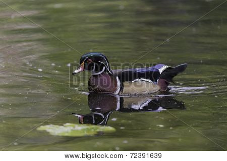 Male Wood Duck