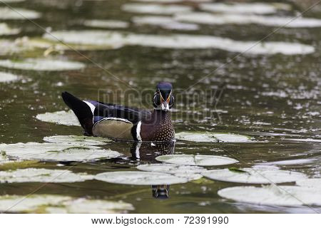 Male Wood Duck