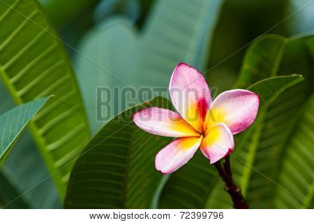 Plumeria Or Frangipani Blossom On The Plumeria Tree.