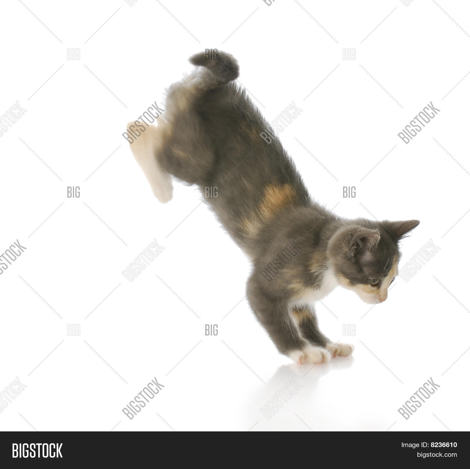 Kitten Jumping Image & Photo (Free Trial) Bigstock
