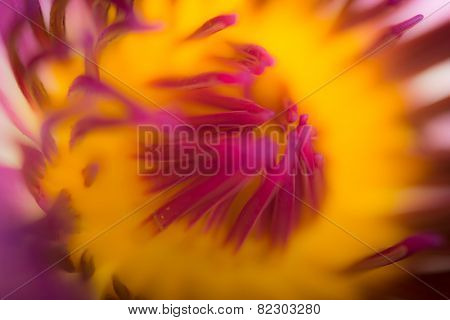 An extreme close up of lotus flower. Micro photography.