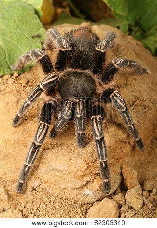 Skeleton Tarantula