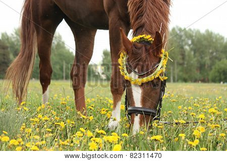 Chestnut Horse Eating Dandelions At The Pasture
