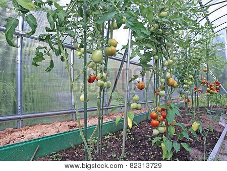 Red And Green Tomatoes Ripening On The Bush In A Greenhouse