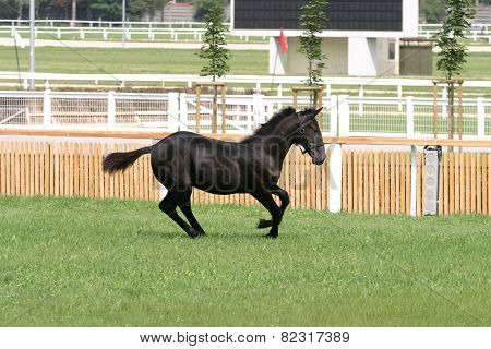 Purebred Foal Running Across The Showground