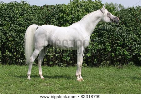 Beautiful Young Purebred Gray Arabian Stallion