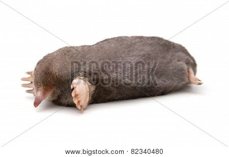 Eastern Mole