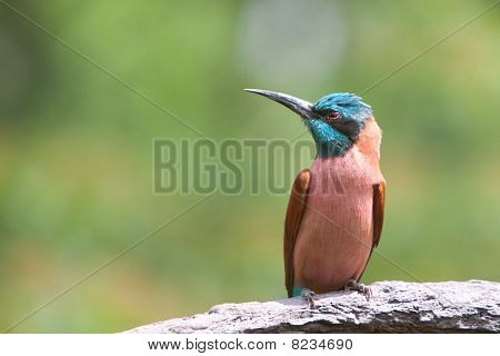 Norte Carmine bee-eater