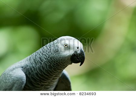 Un perroquet gris sur un fond flou