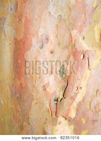 Eucalyptus Bark